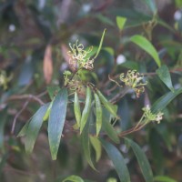 Hakea salicifolia subsp. salicifolia